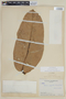Eschweilera juruensis R. Knuth, COLOMBIA, F