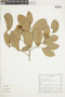 Eschweilera ovata (Cambess.) Miers, BRAZIL, F
