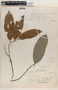 Eschweilera longipes (Poit.) Miers, BRITISH GUIANA [Guyana], J. G. Meyers 5810, F