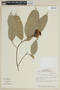 Eschweilera longipes (Poit.) Miers, BRAZIL, F