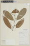 Eschweilera pittieri R. Knuth, Colombia, A. Juncosa 1927, F