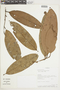 Eschweilera rufifolia S. A. Mori, COLOMBIA, F