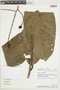 Eschweilera andina (Rusby) J. F. Macbr., PERU, F