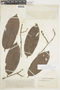 Lecythis corrugata subsp. rosea (Spruce ex O. Berg) S. A. Mori, VENEZUELA, F