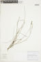 Linum brevifolium A. St.-Hil., BRAZIL, F