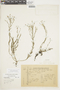 Linum erigeroides A. St.-Hil., URUGUAY, F