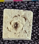 IMLS Silurian Reef Digitization Project, Image of Silurian  fossil, specimen PE 7458