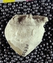 IMLS Silurian Reef Digitization Project, Image of Silurian  fossil, specimen PE 53517