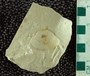 PE 18977