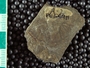 IMLS Silurian Reef Digitization Project, Image of a Silurian  trilobite, specimen PE 54911
