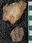 IMLS Silurian Reef Digitization Project, Image of Silurian  trilobite, specimen P 11960