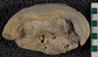 IMLS Silurian Reef Digitization Project, Image of Silurian  trilobite, specimen UC 21728