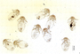 28942 Geomydoecus illinonensis PT v IN