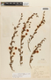 Mimosa amphigena Burkart, URUGUAY, F