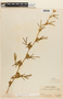 Mimosa camporum Benth., BRAZIL, F