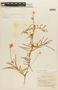 Mimosa camporum Benth., COLOMBIA, F