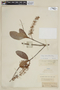 Panopsis rubescens (Pohl) Rusby, BRITISH GUIANA [Guyana], F