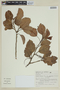 Roupala montana var. paraensis (Huber) K. S. Edwards, BRAZIL, F