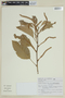 Roupala montana var. brasiliensis (Klotzsch) K. S. Edwards, BRAZIL, F