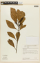 Roupala montana var. brasiliensis (Klotzsch) K. S. Edwards, BRAZIL, F