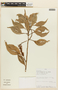 Roupala montana Aubl. var. montana, PERU, F