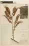 Roupala montana Aubl. var. montana, PERU, F