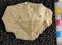 PE 56357