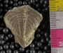 IMLS Silurian Reef Digitization Project, Image of a Silurian trilobite, specimen PE 369