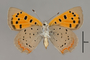 124066 Lycaena phlaeas v IN