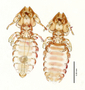 28845 Procavicola(Meganarionoides)  muesebecki PT v IN