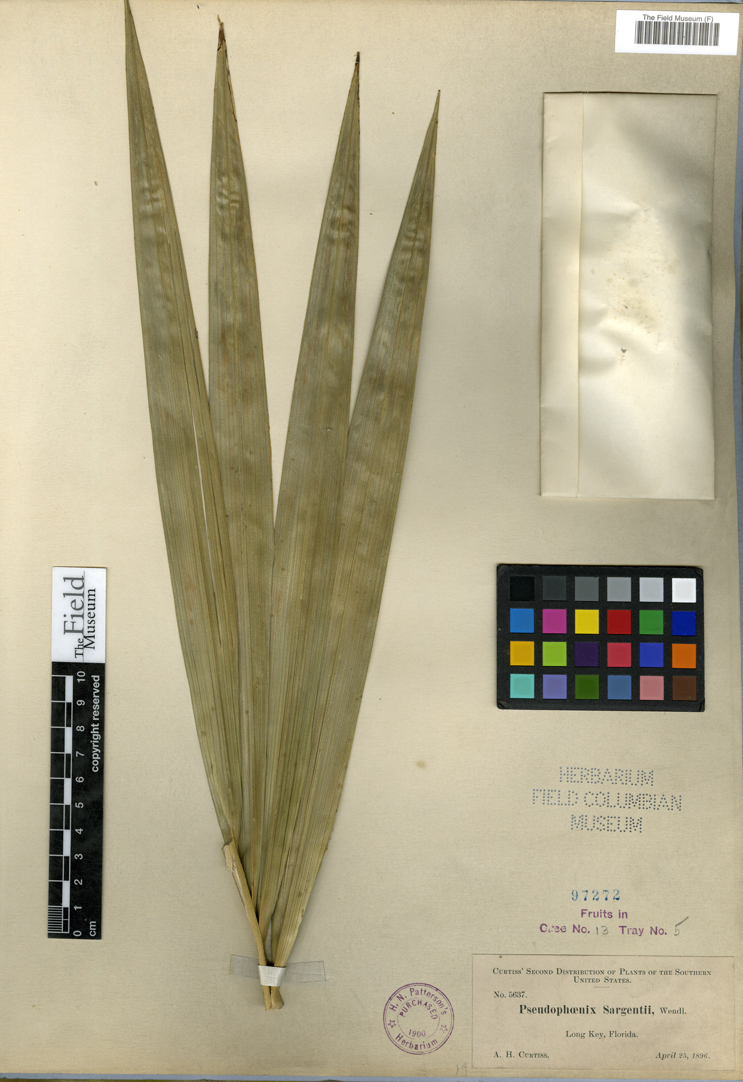Pseudophoenix sargentii image
