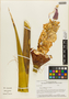 Yucca schidigera Roezl ex Ortgies, U.S.A., W. J. Hess 8882, F