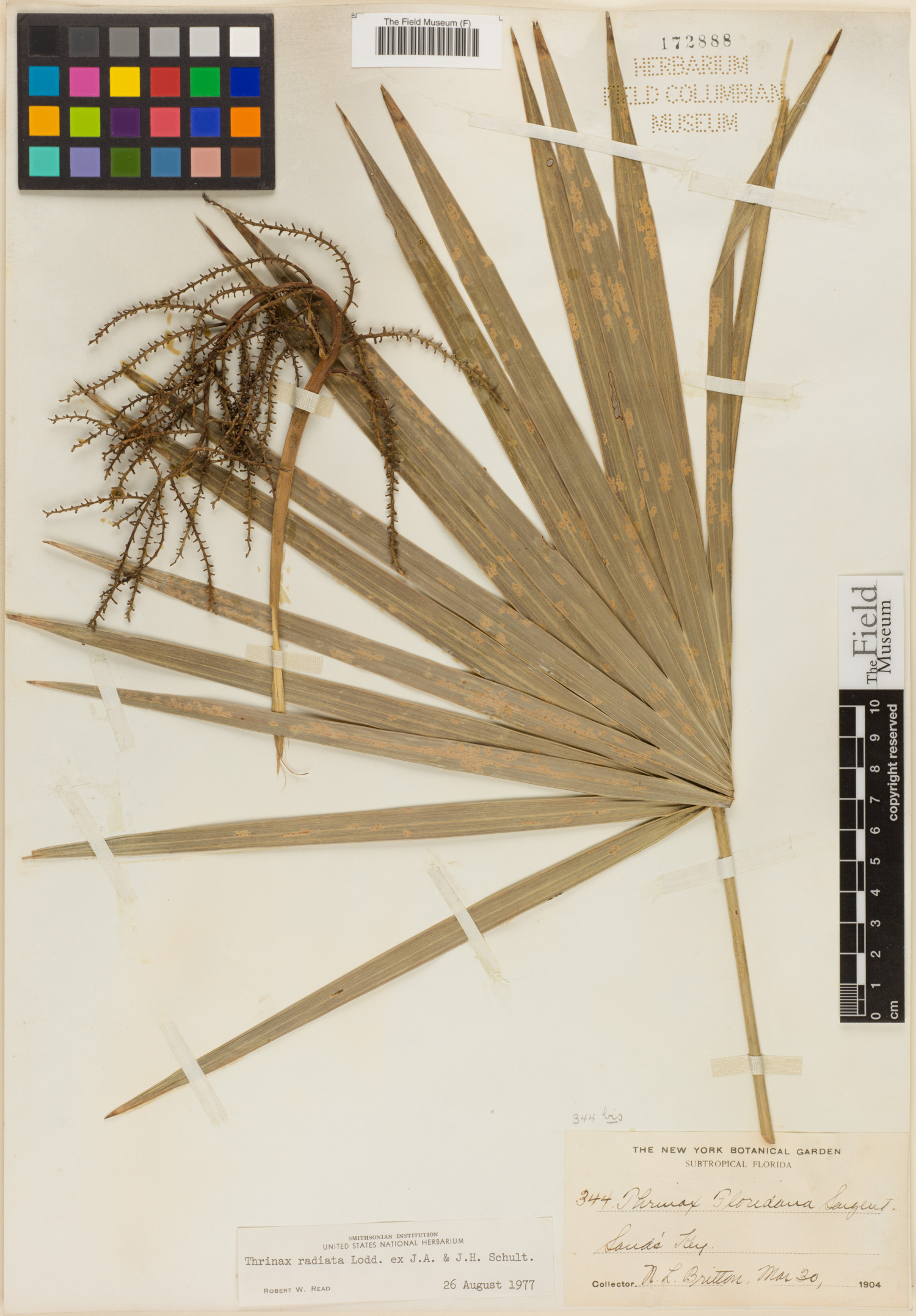 Thrinax radiata image