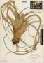 Tillandsia utriculata image