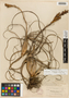 Tillandsia balbisiana image