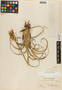 Tillandsia balbisiana Schult. f., U.S.A., P. C. Standley 57710, F