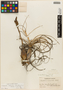 Tillandsia balbisiana Schult. f., U.S.A., P. C. Standley 73511, F