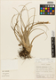 Tillandsia variabilis Schltdl., U.S.A., Bush s.n., F