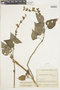 Salvia amethystina subsp. amethystina, COLOMBIA, F