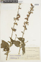 Salvia amethystina Sm., COLOMBIA, F