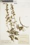 Salvia amethystina Sm., COLOMBIA, F