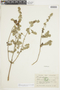 Minthostachys mollis (Kunth) Griseb., ECUADOR, F