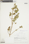 Minthostachys mollis (Kunth) Griseb., ECUADOR, F