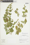 Minthostachys spicata (Benth.) Epling, Peru, J. M. Cabanillas S. 583, F