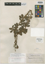 Cassia filipes Benth., GUYANA, Schomburgk 787, Isotype, F
