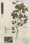 Cynometra bauhiniaefolia Benth., GUYANA, Schomburgk 231, Possible type, F