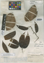 Macrolobium hymenaefolium Pittier, VENEZUELA, Ll. Williams 11445, Isotype, F