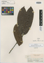 Macrolobium limbatum Spruce ex Benth., BRAZIL, R. Spruce 2668, Isotype, F