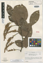 Macrolobium spectabile R. S. Cowan, VENEZUELA, J. J. Wurdack 43508, Isotype, F