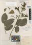 Martiusia excelsa Benth., BRITISH GUIANA [Guyana], R. H. Schomburgk 589, Isosyntype, F